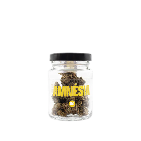 Amnésia Indoor