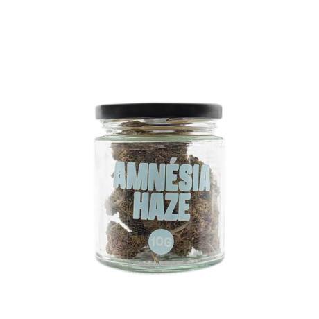 Amnésia Haze Greenhouse