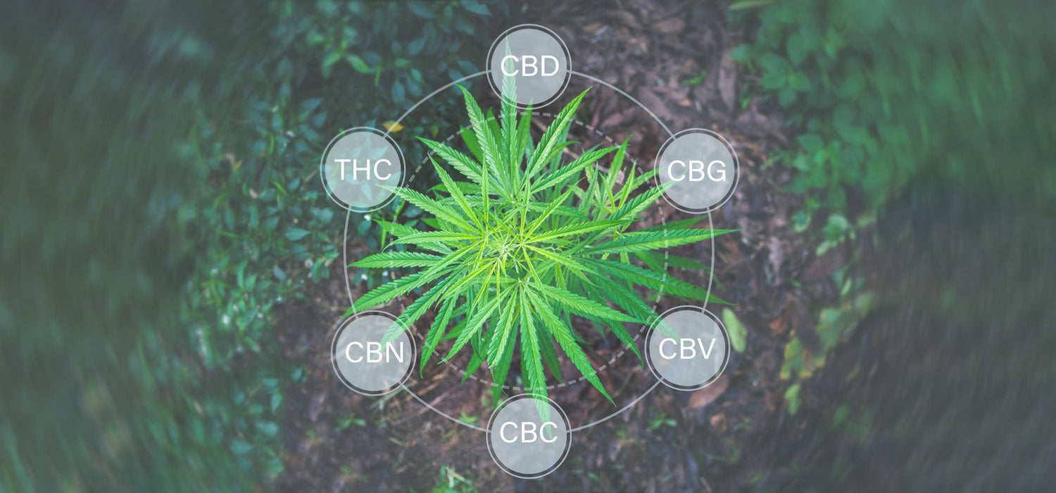 La Différence entre CBD / CBN / CBG / CBC / FULL SPECTRUM