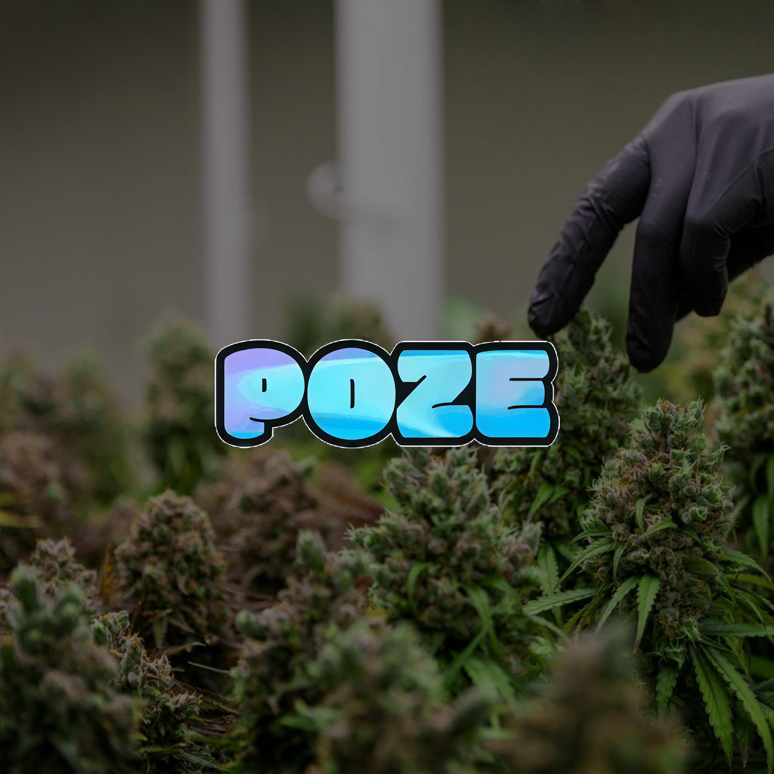 CBD POZE — Formule Explosive