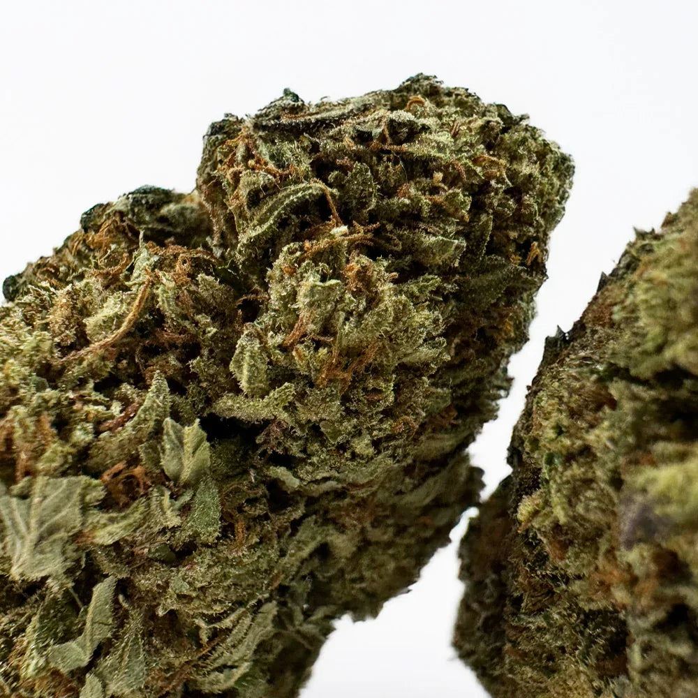 Fleur CBD Critical Greenhouse – CloudClub France
