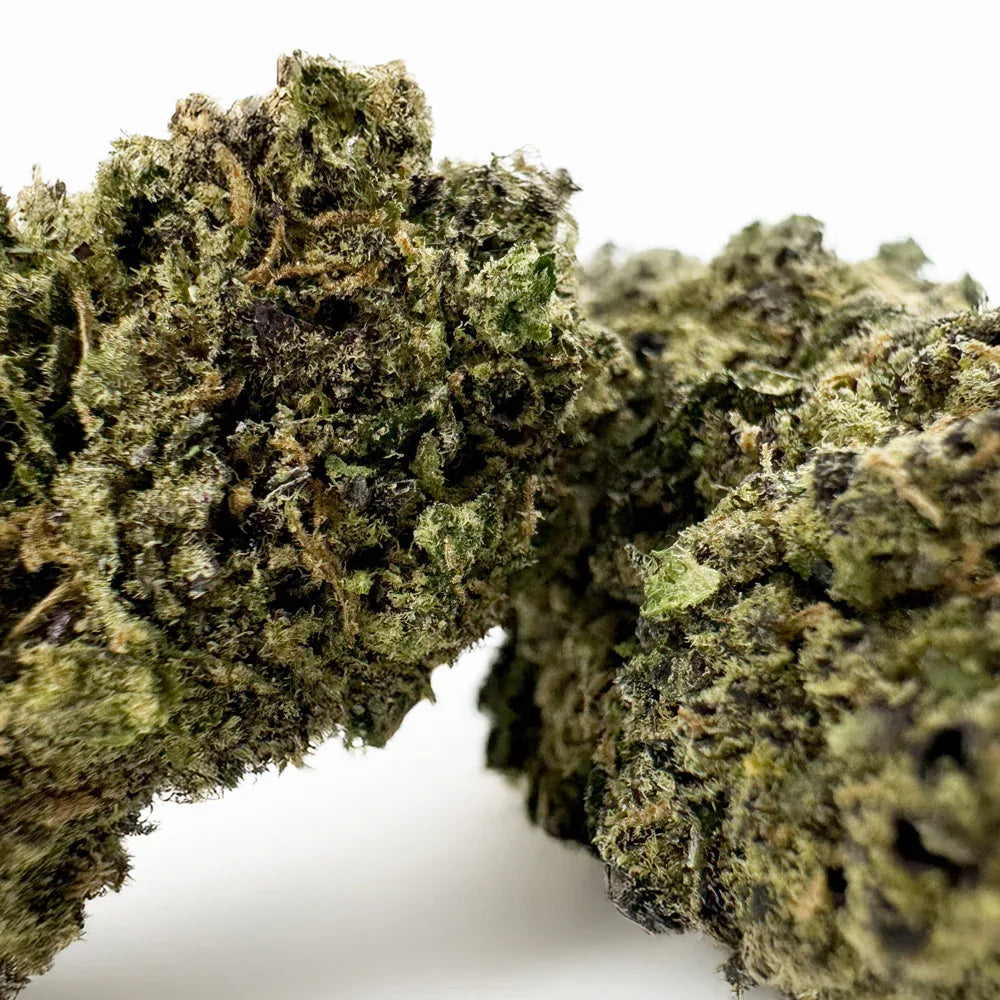Fleur CBD Gelato 41 Indoor – CloudClub France