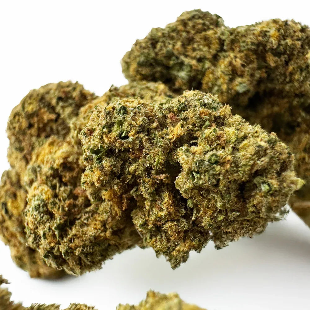 Fleur CBD Orange Bud Greenhouse – CloudClub France